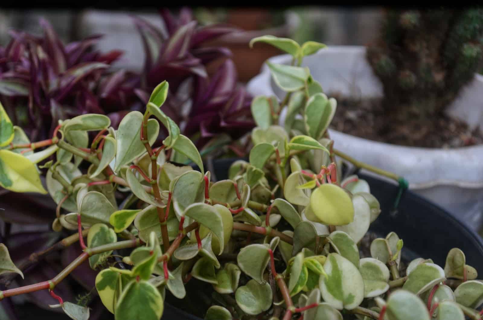 Peperomia Serpens crece en el jardín