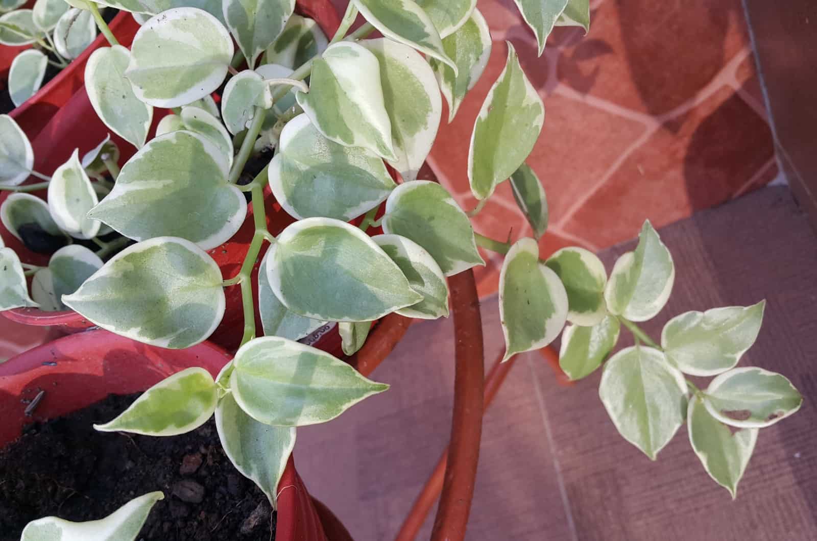 Peperomia serpientes