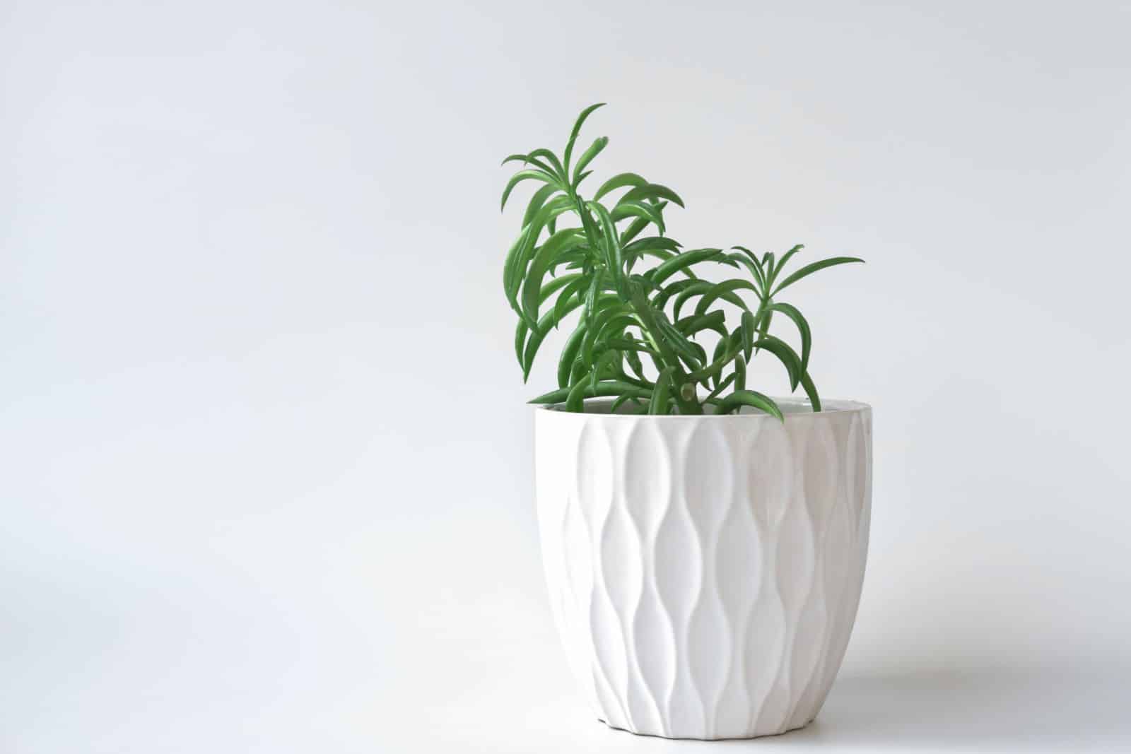 Peperomia ferreyrae en una olla blanca