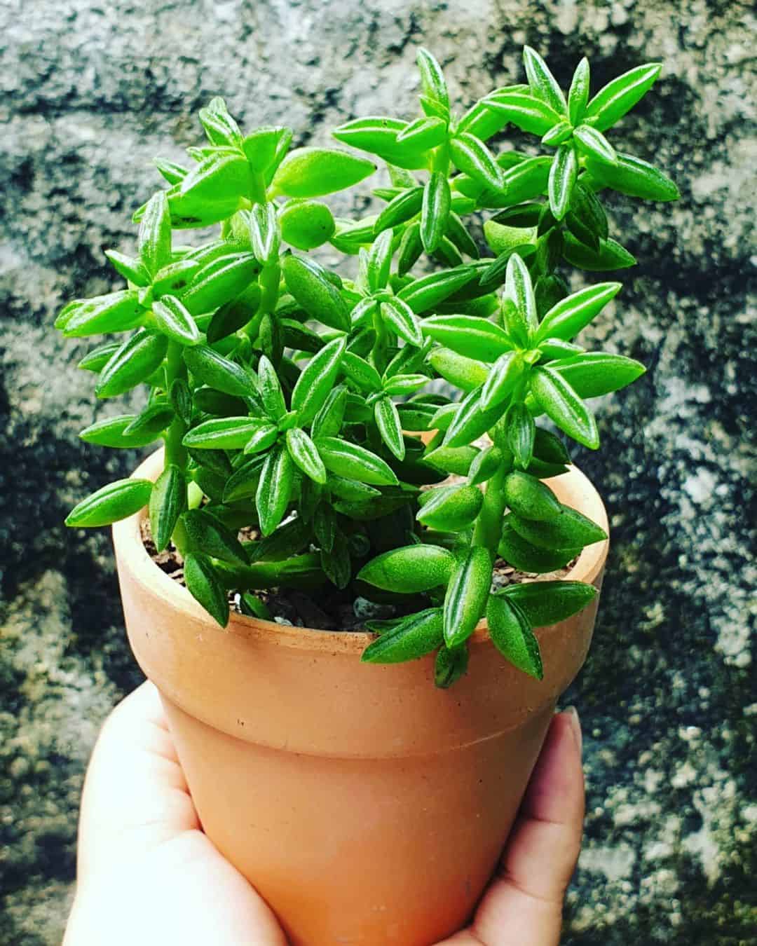 Peperomia nivalis en una olla marrón