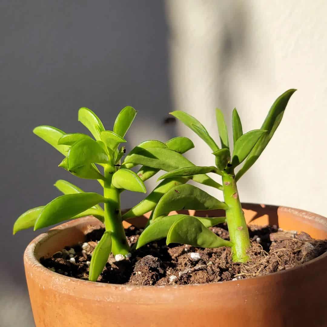 Peperomia nivalis en una olla marrón