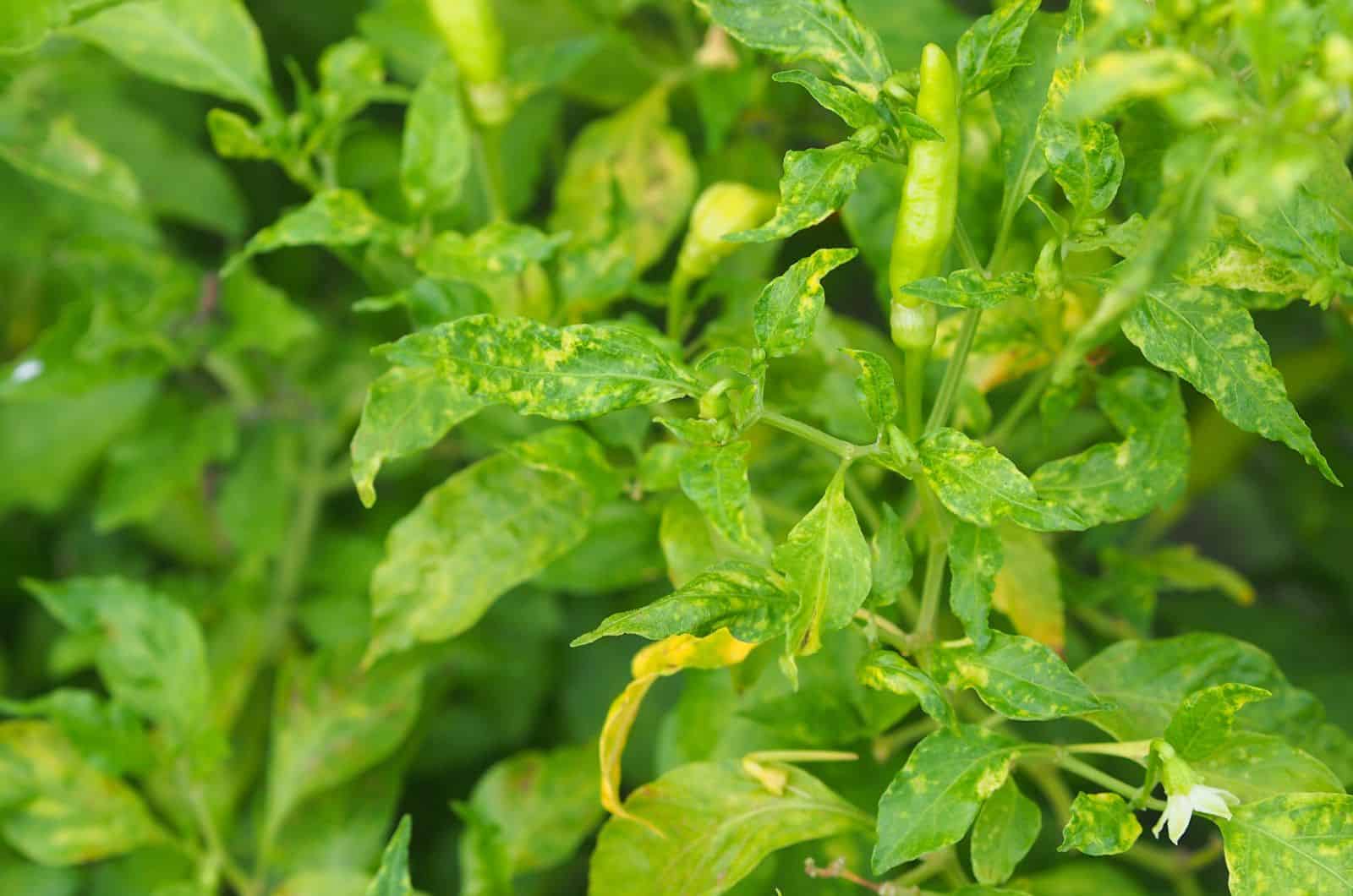 Curling de hojas de plantas de pimienta