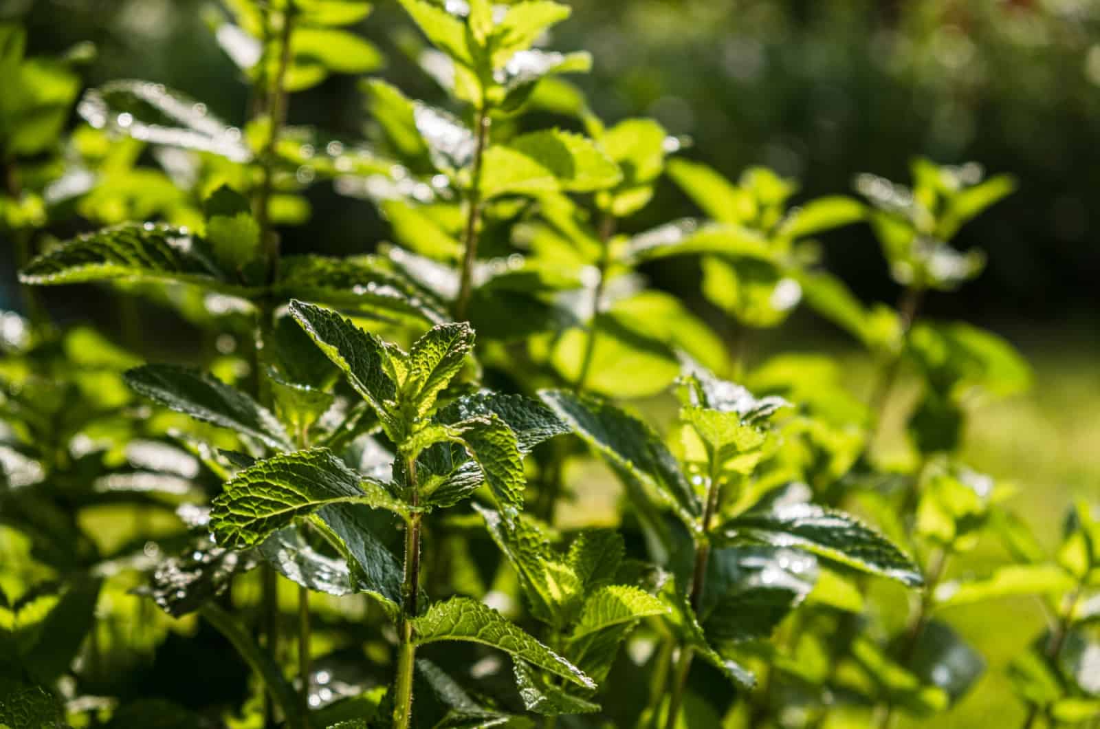 planta de menta