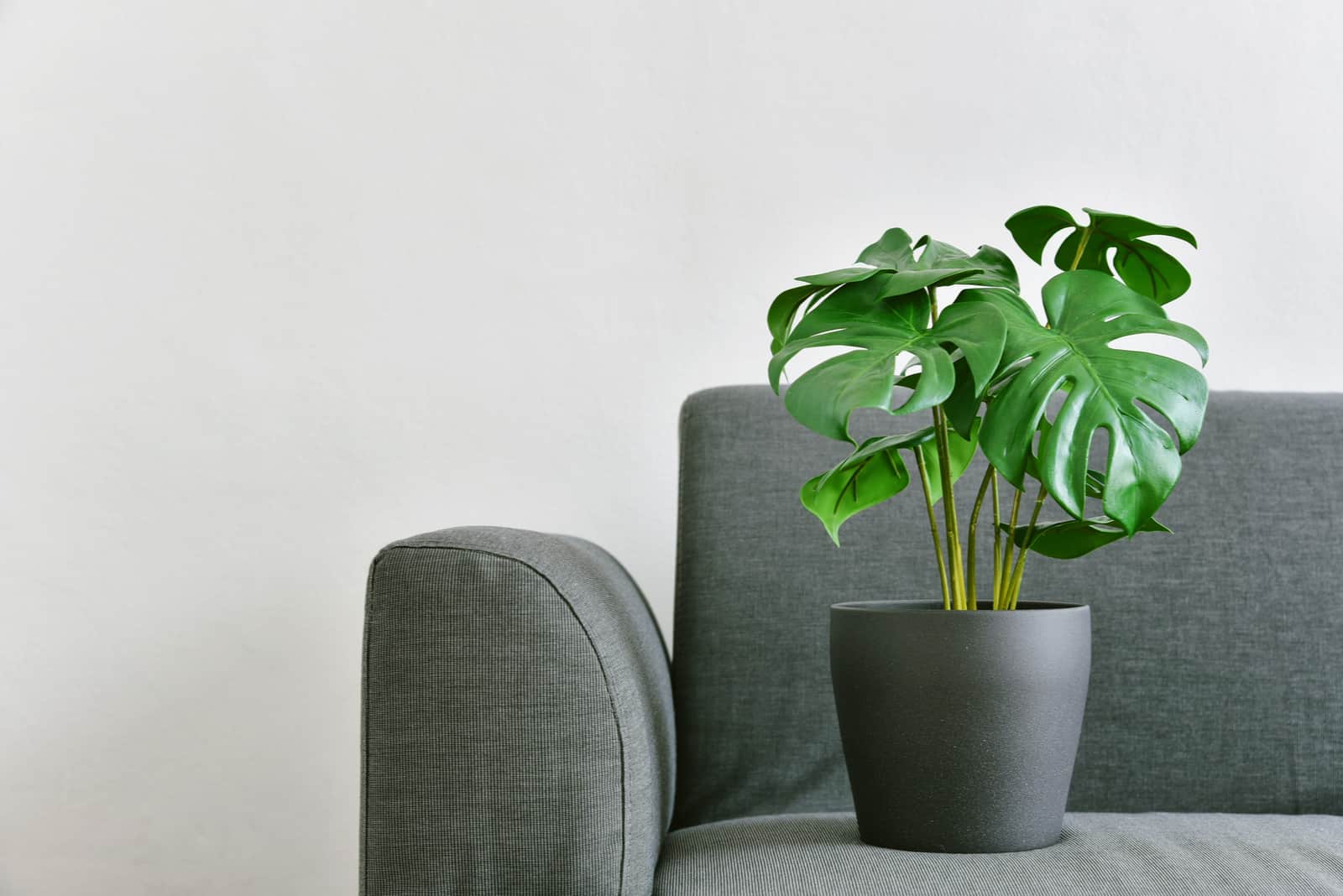 Philodendron Monstera en maceta gris con sofá en segundo plano.