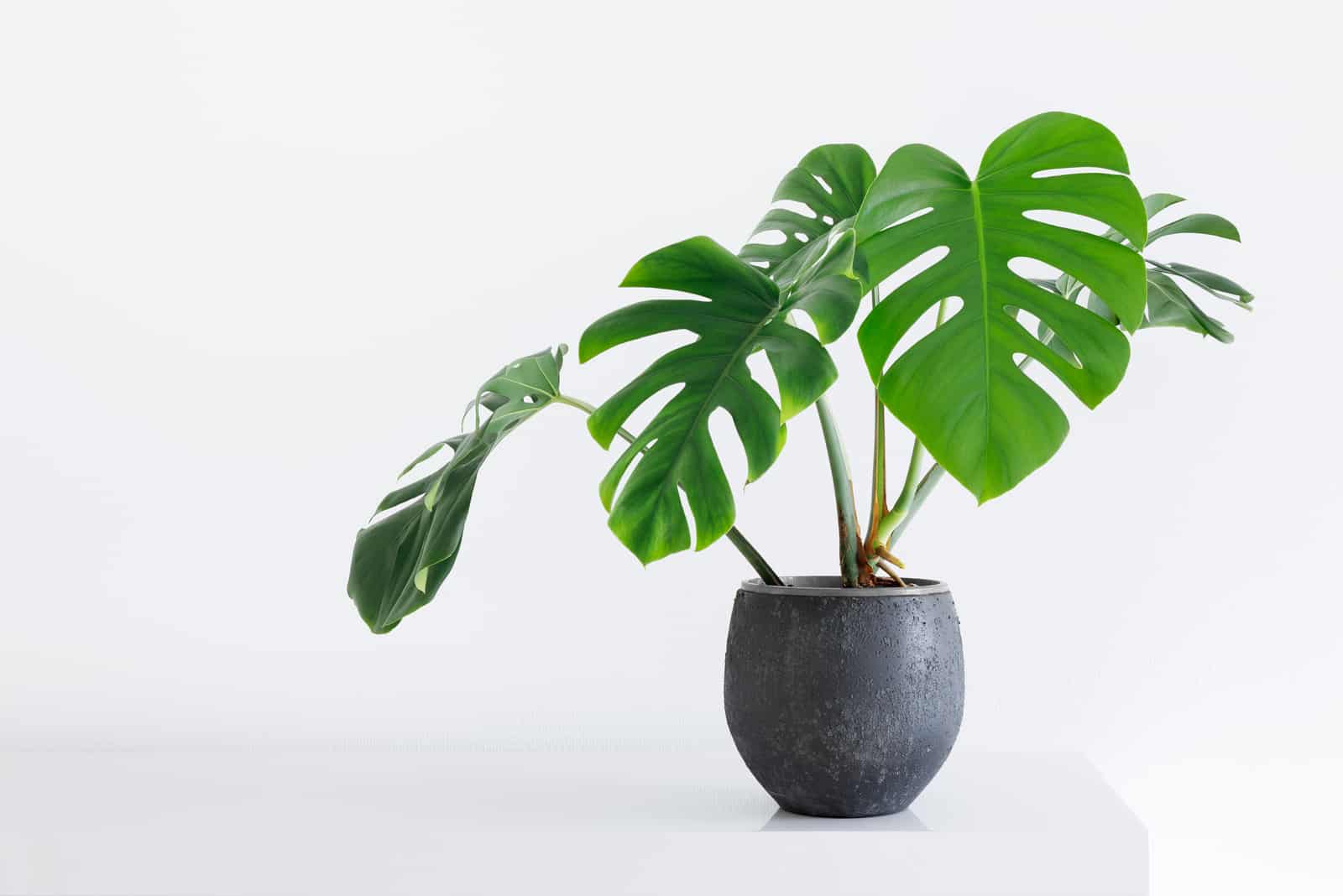 Philodendron Monstera en maceta gris con fondo blanco