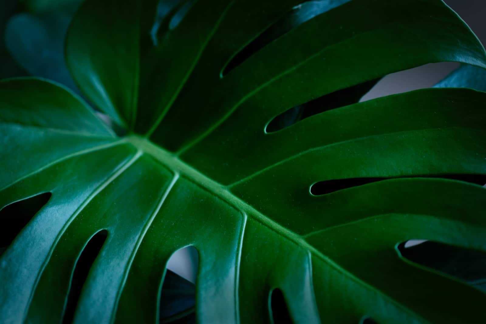 Hoja de filodendro Monstera