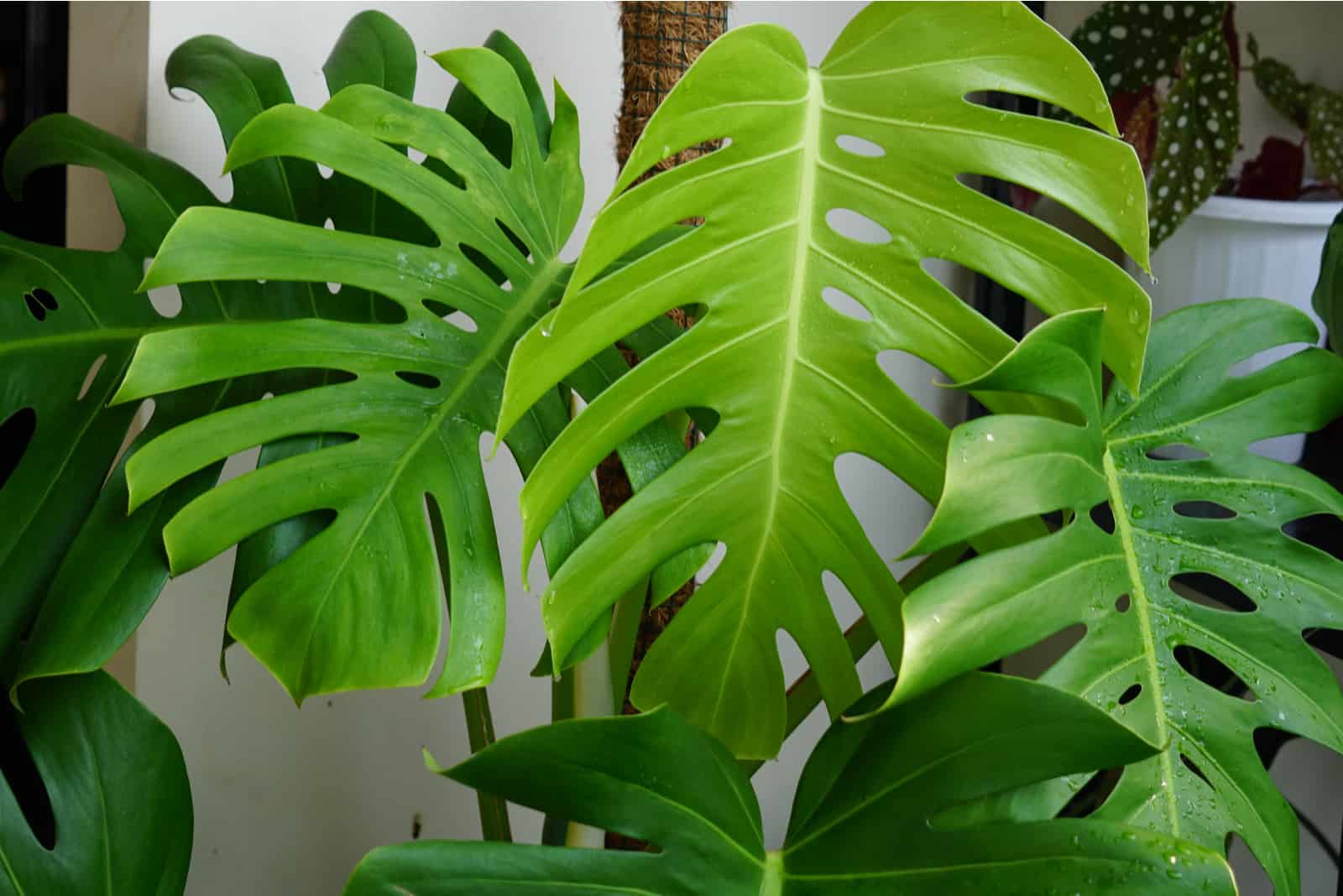 Hojas de filodendro Monstera