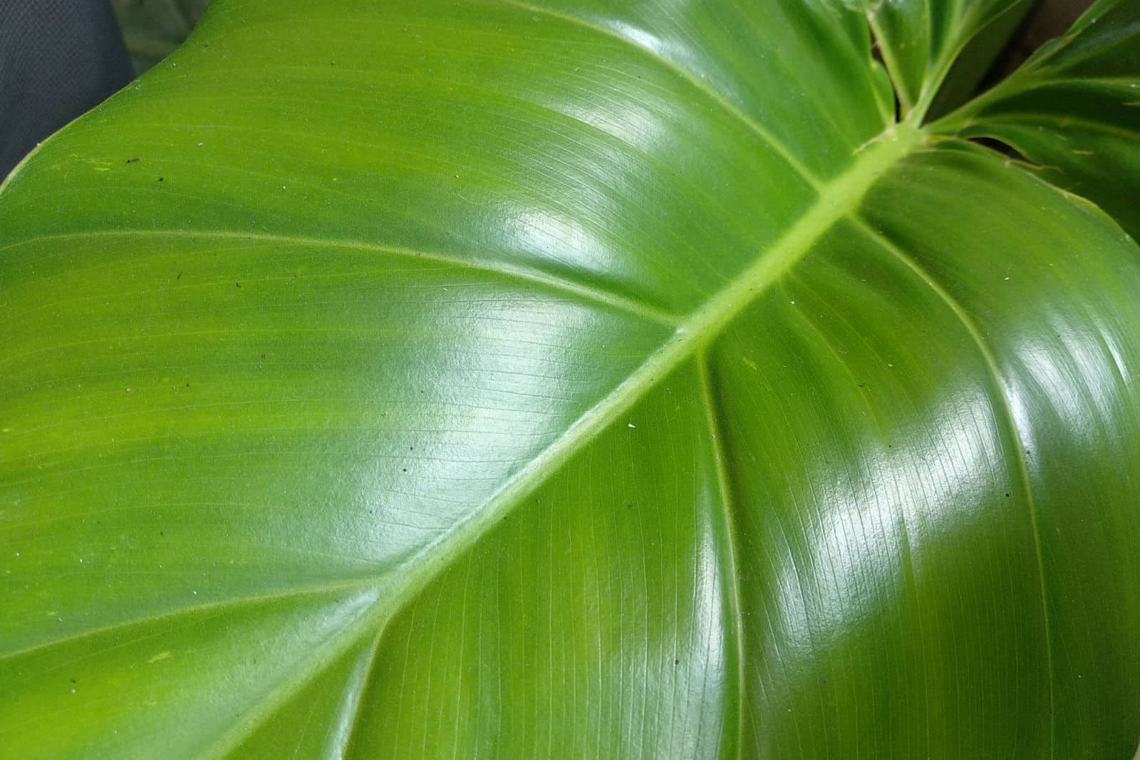 Philodendron rugosum forma aberrante