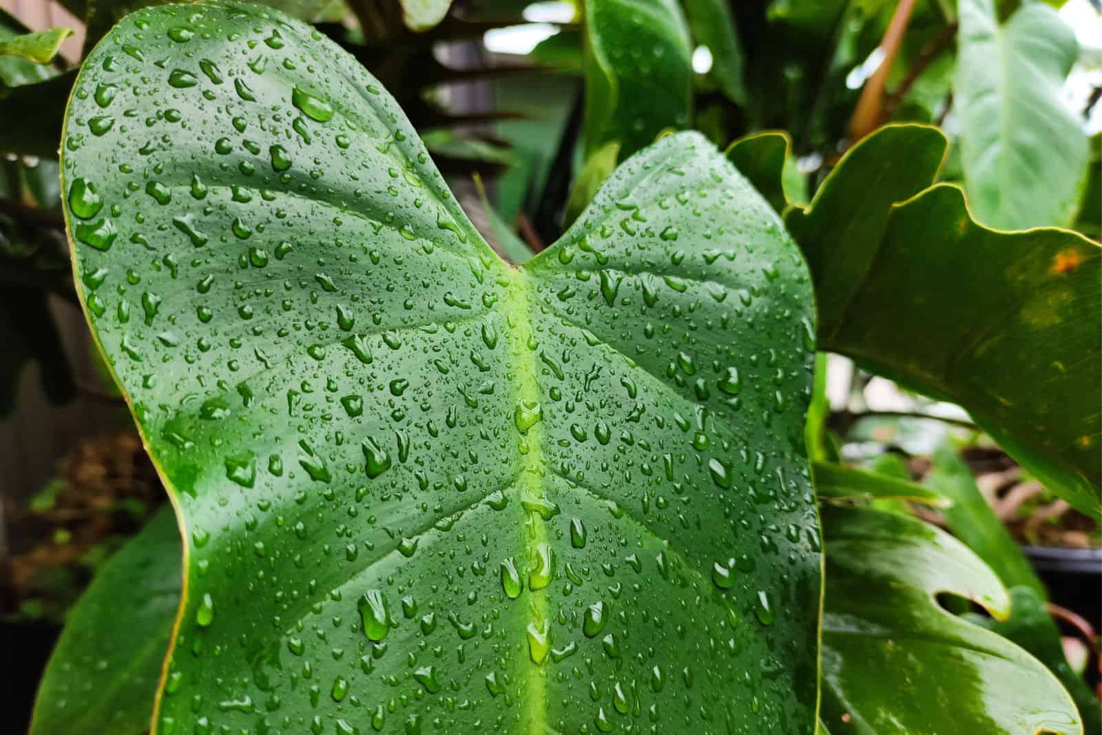 Hoja de Philodendron rugosum con gotas de agua