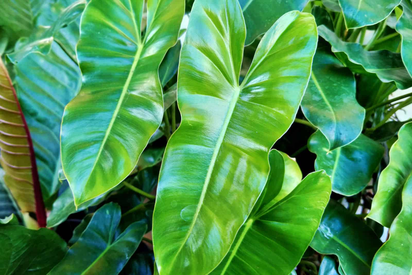 Philodendron rugosum con hojas brillantes