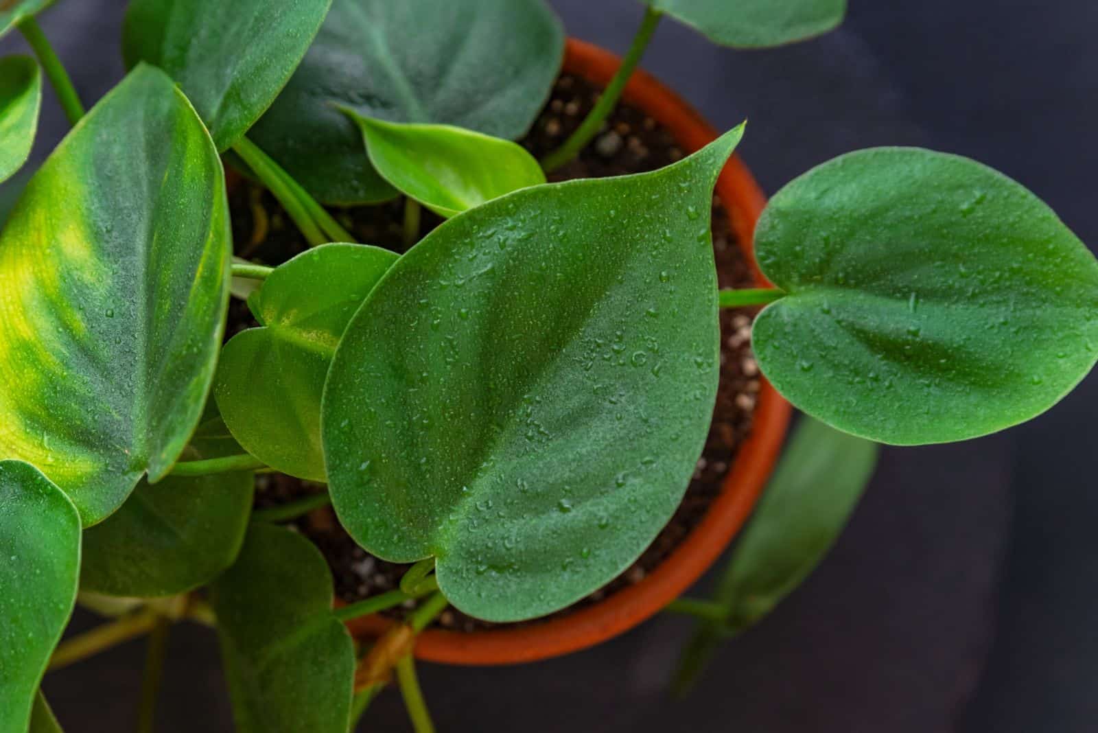 Philodendron con gotas de agua en las hojas