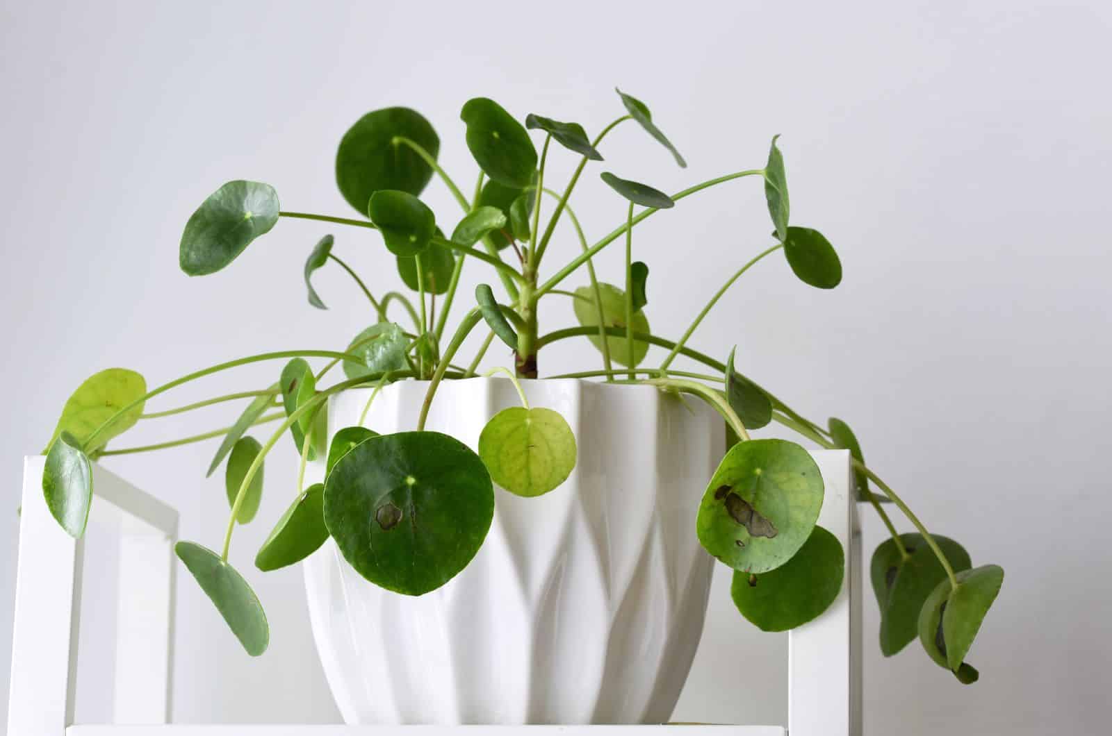 Pilea Peperomioides con manchas marrones en las hojas