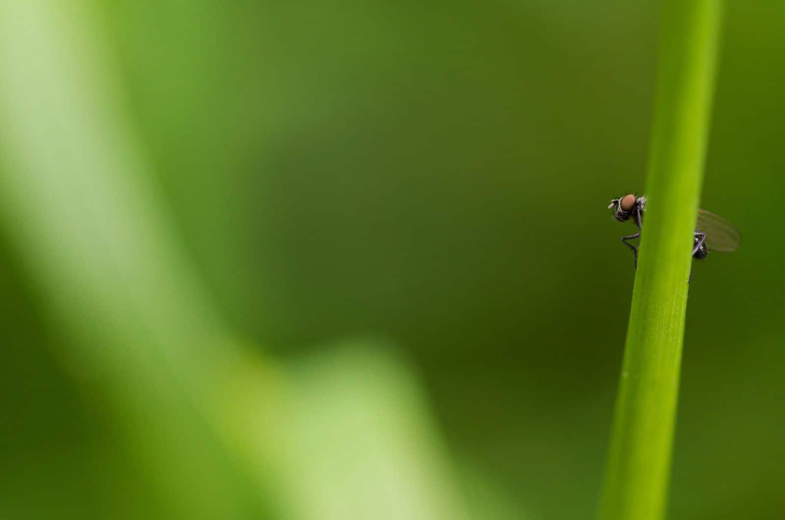 Planta Volar detrás de la planta