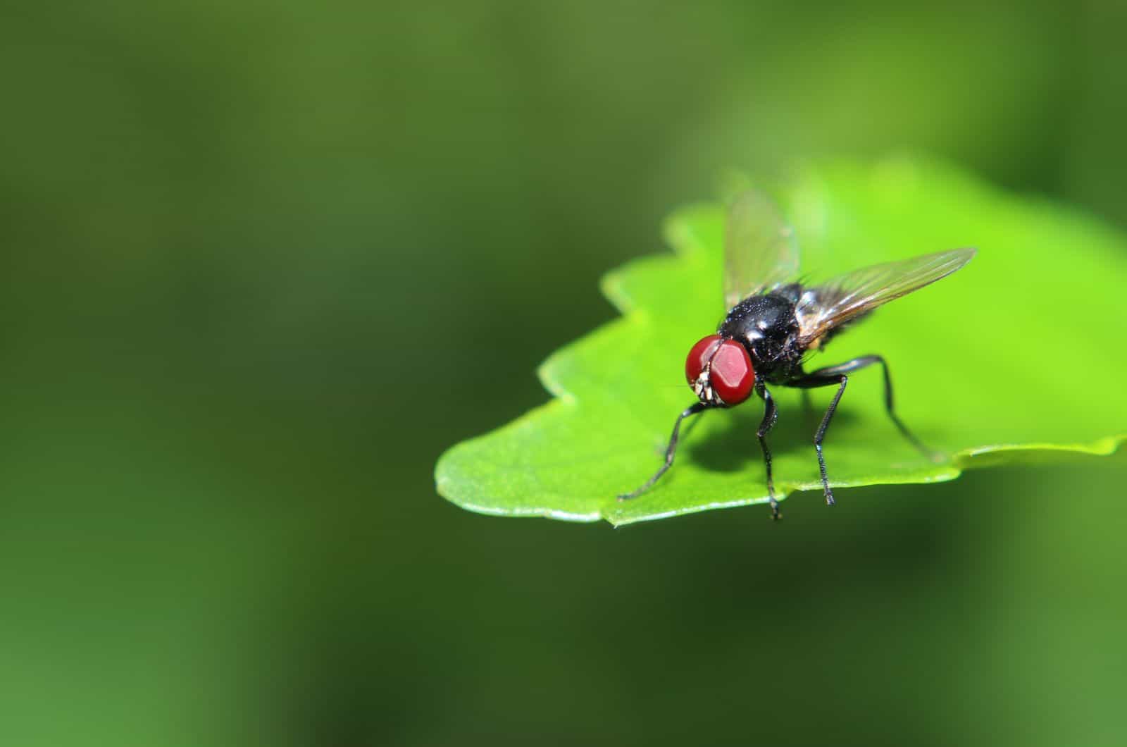 Mosca de la planta en la hoja