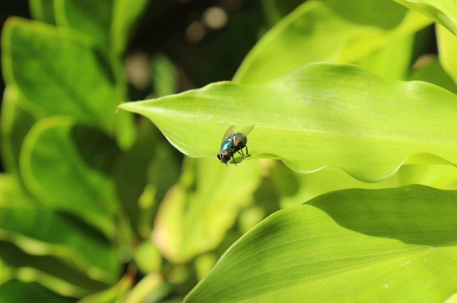 mosca de la planta