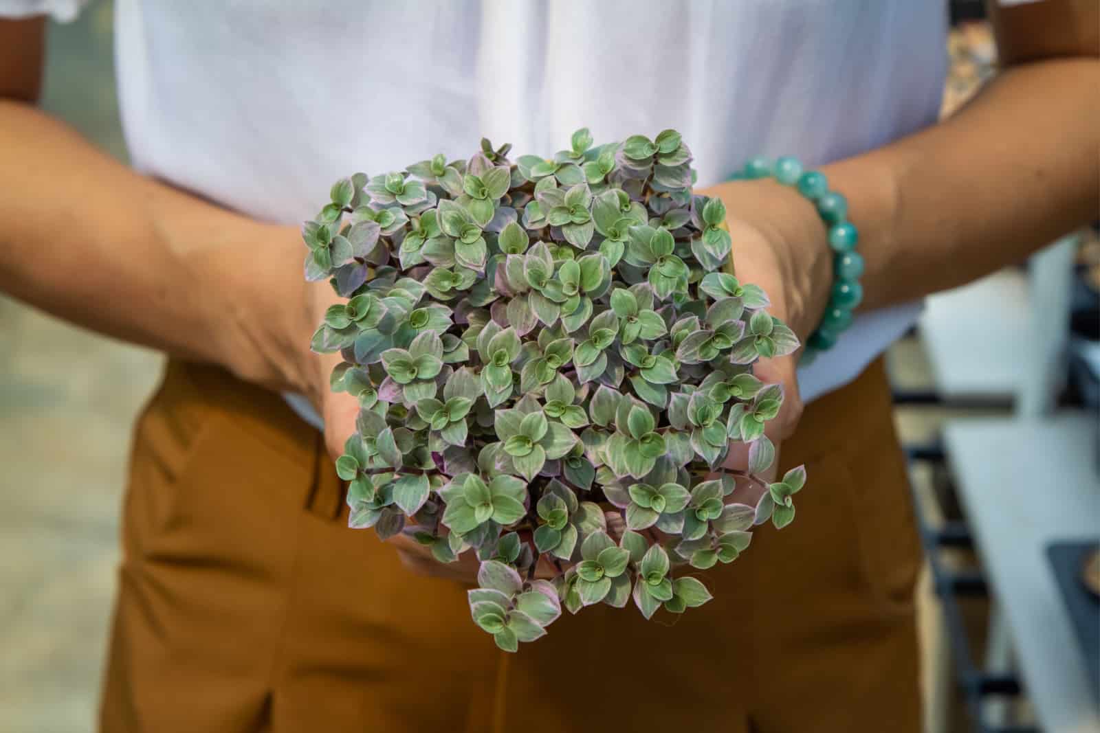 Portulacaria afra variegata rosa (arbusto arcoíris)