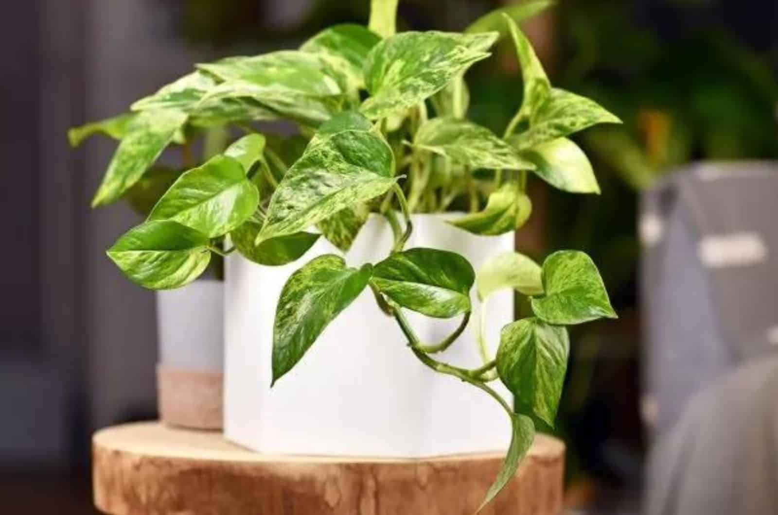 Pothos en maceta sobre mesa