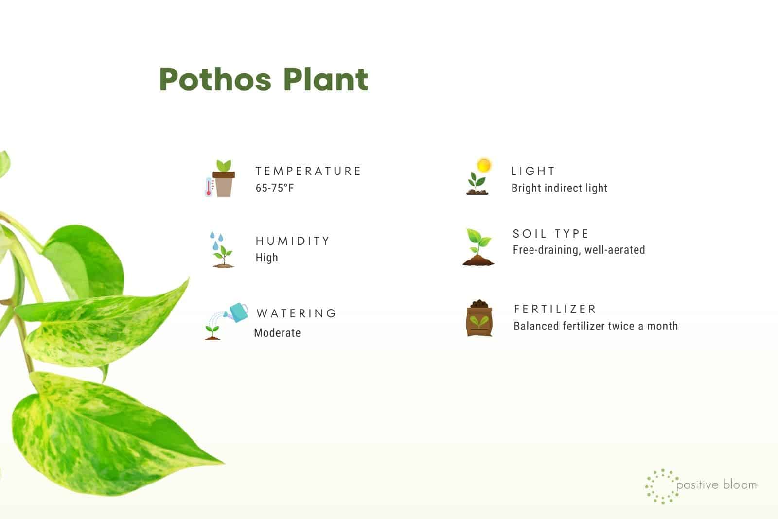 Guía ilustrada de cuidado de la planta Pothos