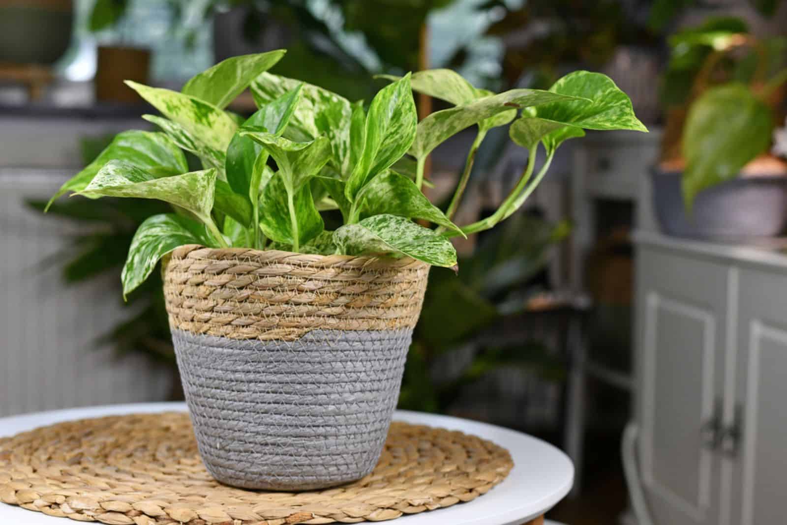 Pothos planta con hojas variadas