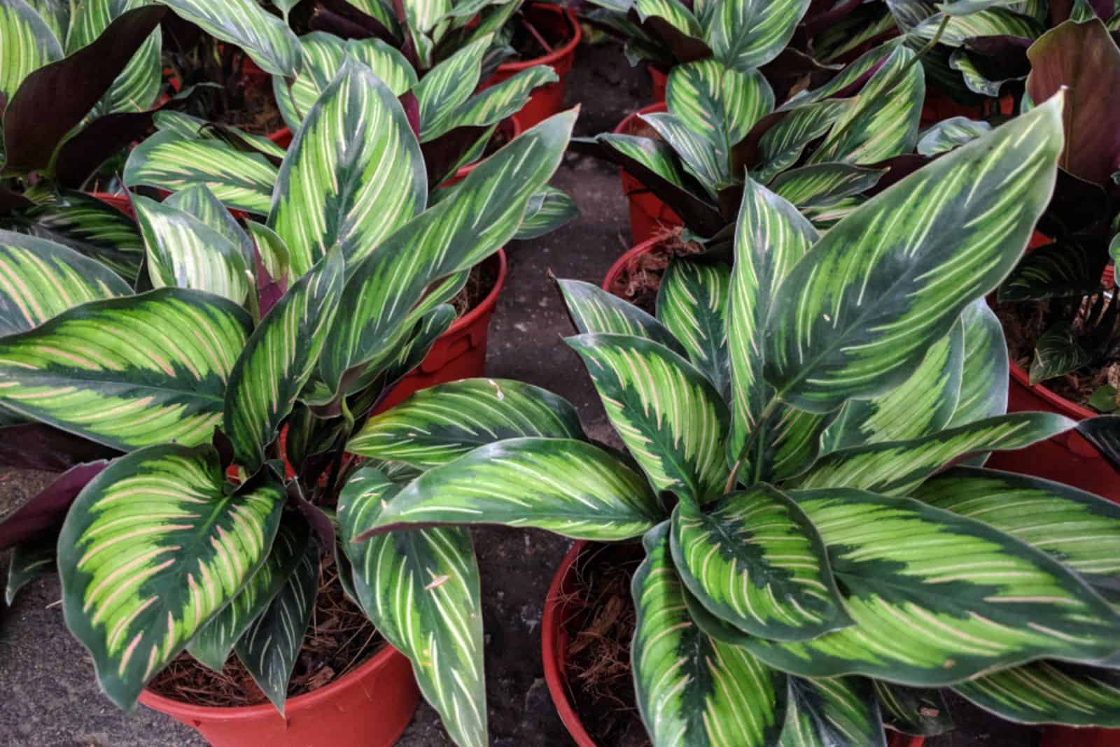 Macetas de plantas Calathea ornata a la venta en vivero