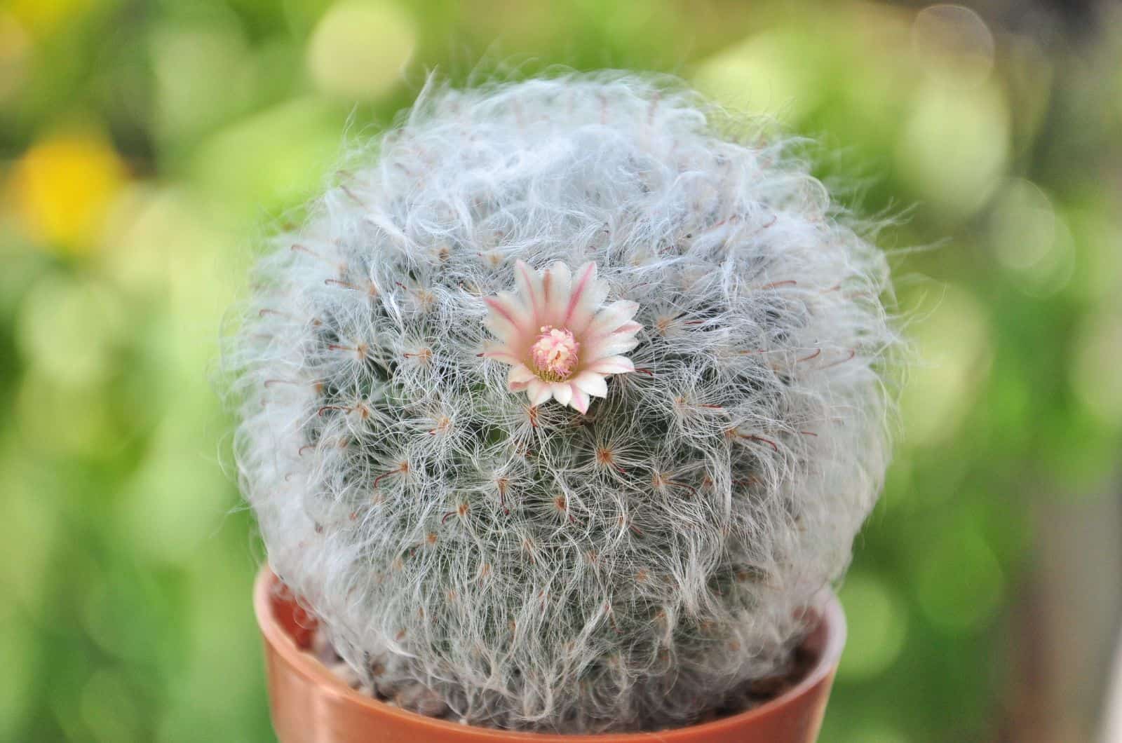 Cactus de hojaldre