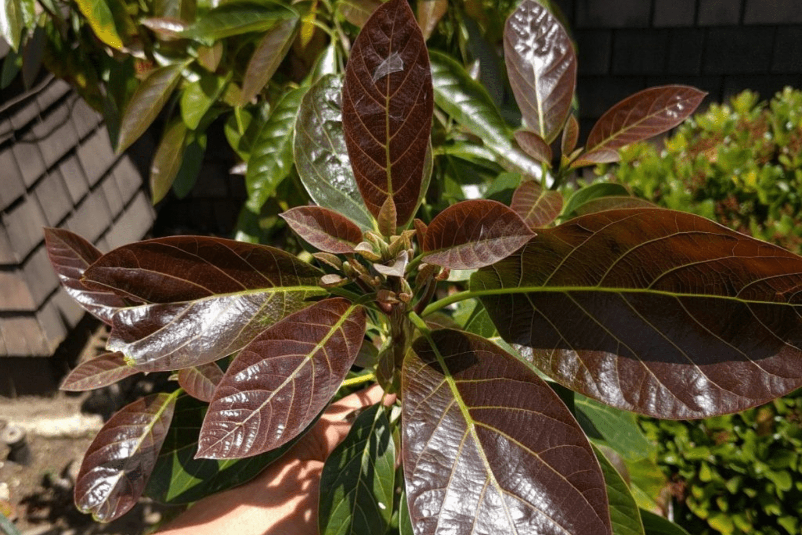 Aguacate de hojas moradas