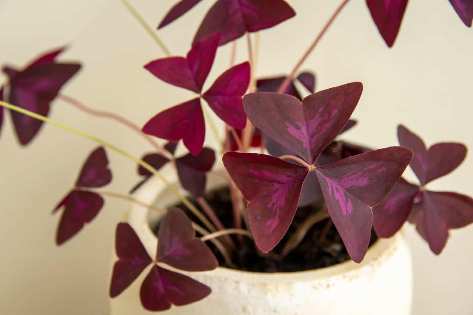 Planta púrpura Oxalis Triangularis Mijke en una maceta decorativa