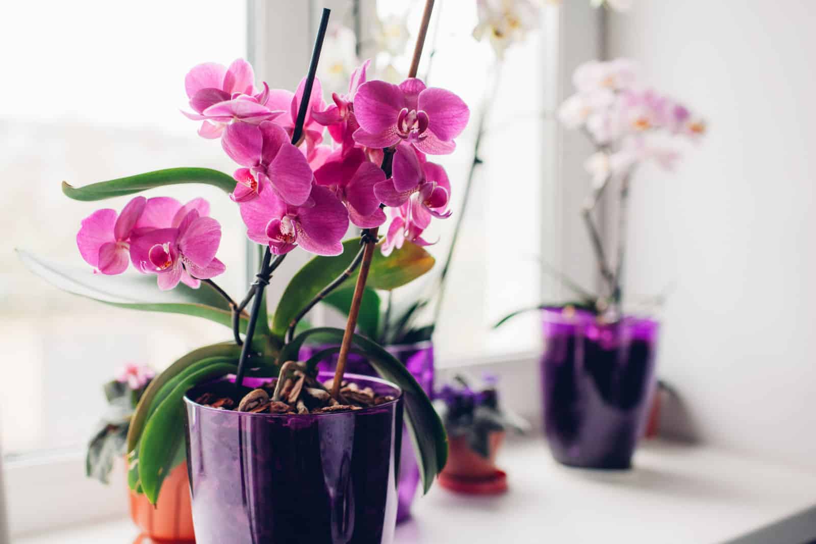 Orquídea morada en el alféizar de la ventana. Cuidado de las plantas caseras.