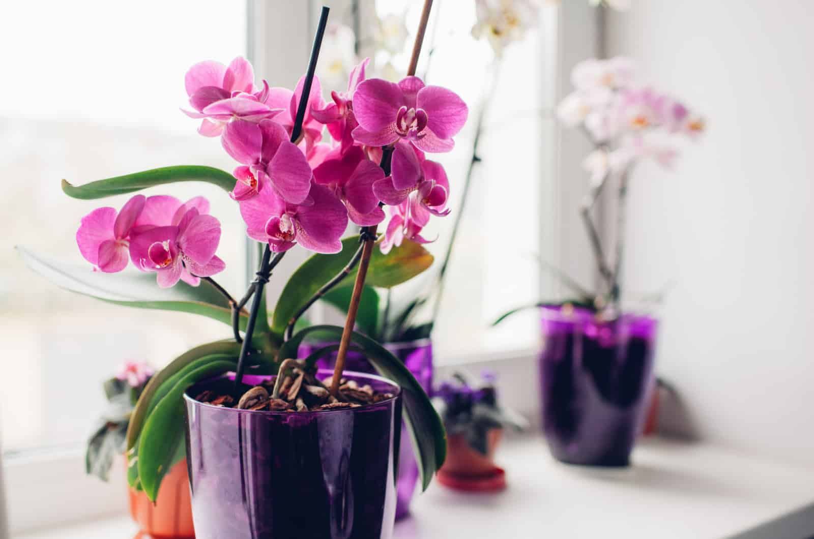 Orquídea morada en el alféizar de la ventana.