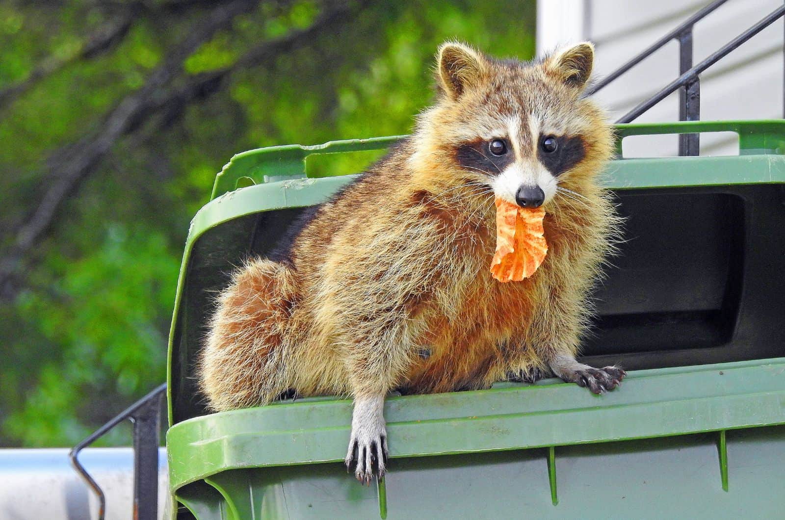 mapache comiendo de la basura