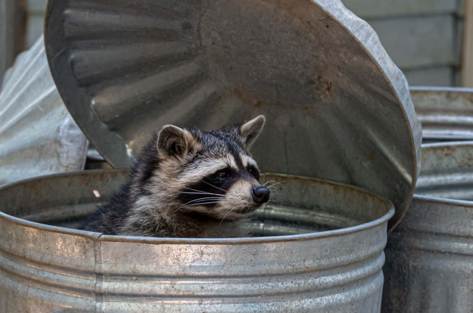 mapache en la basura