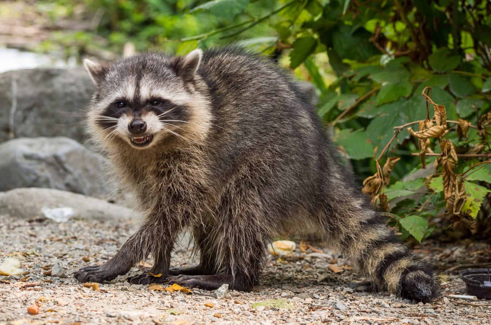 mapache en jardín