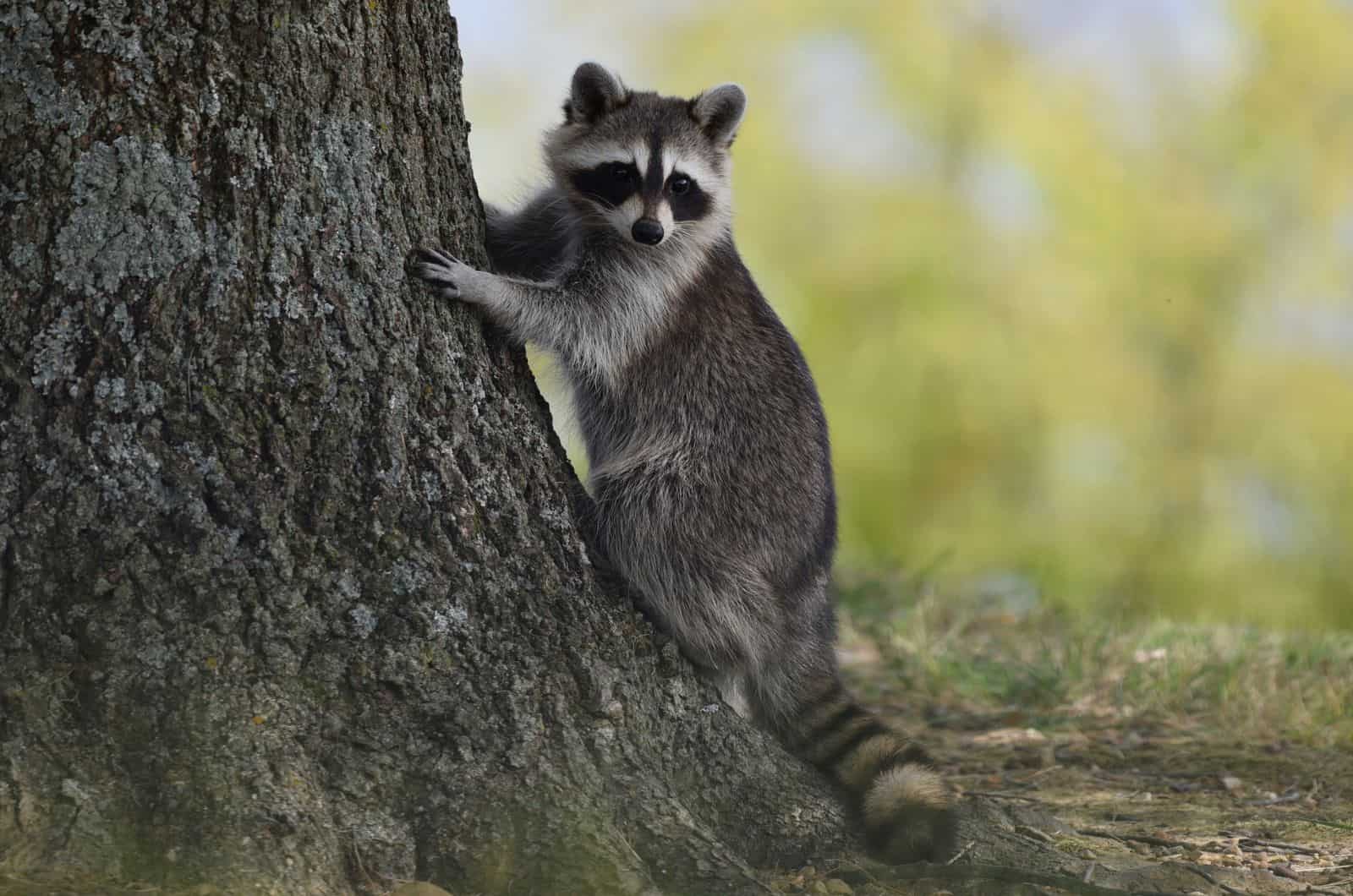 Mapache de pie junto al árbol