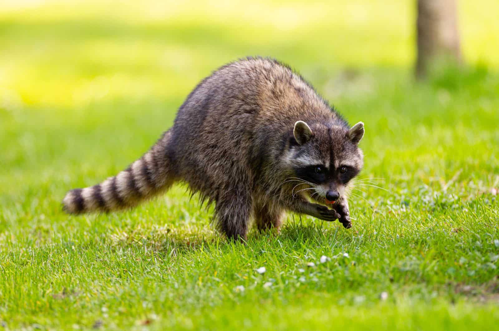 Mapache caminando sobre hierba