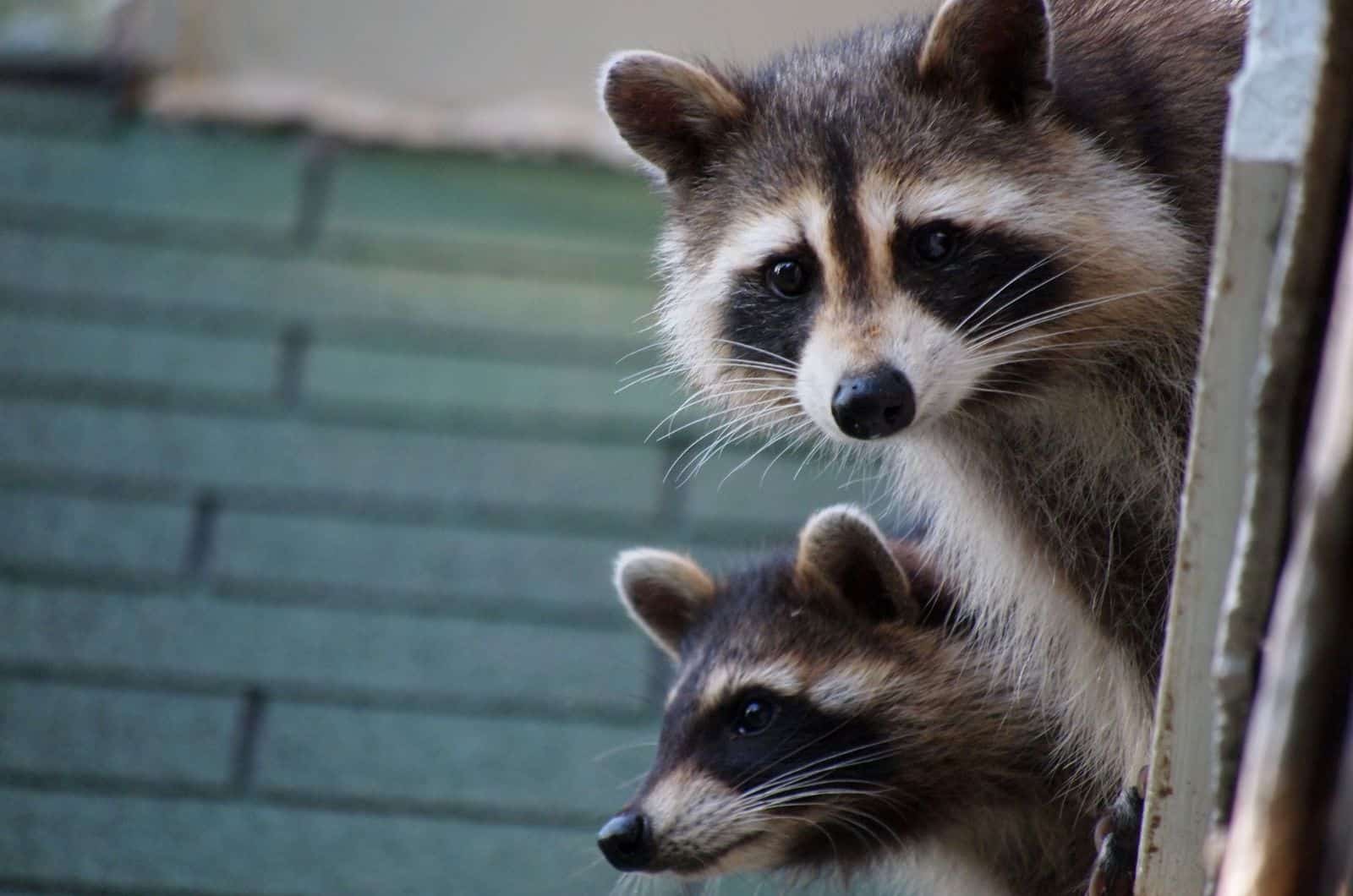 Mapaches asomándose desde el techo