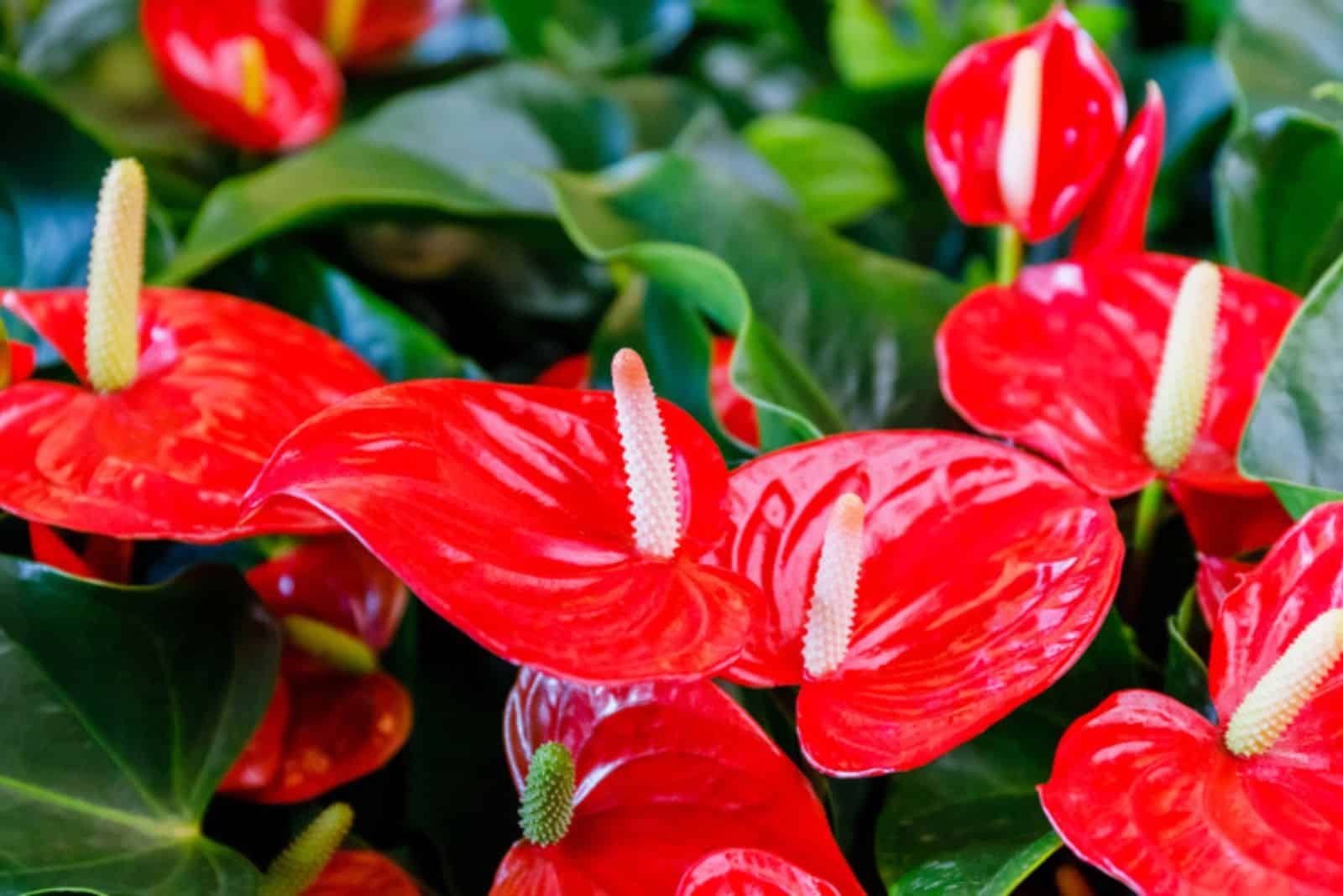 Flores de anturio rojo