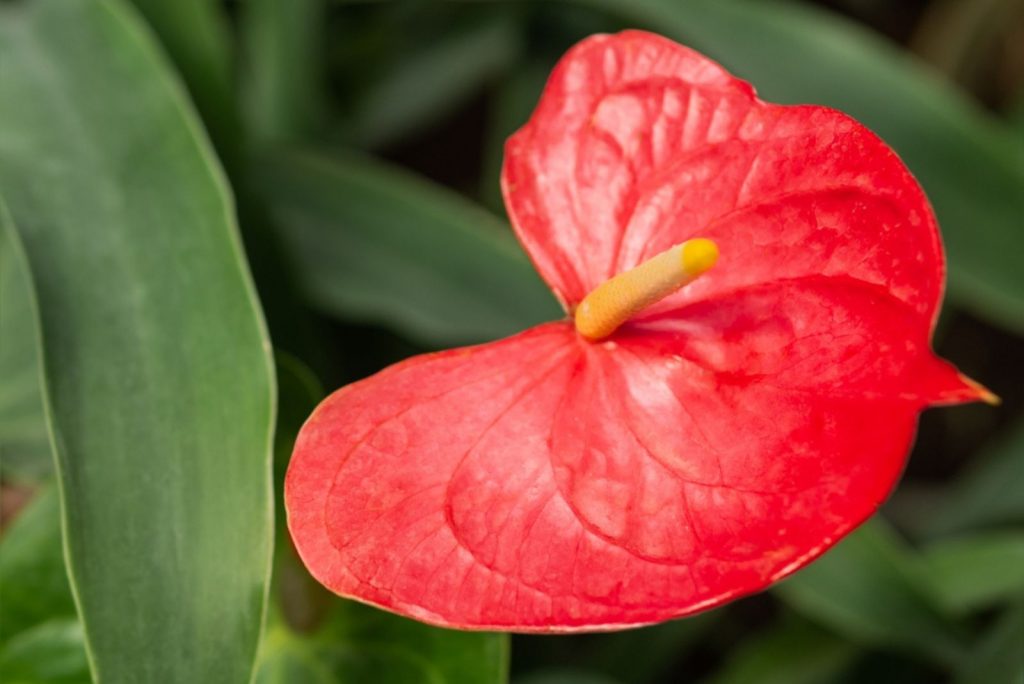 Flor roja de Anthurium o tailflower