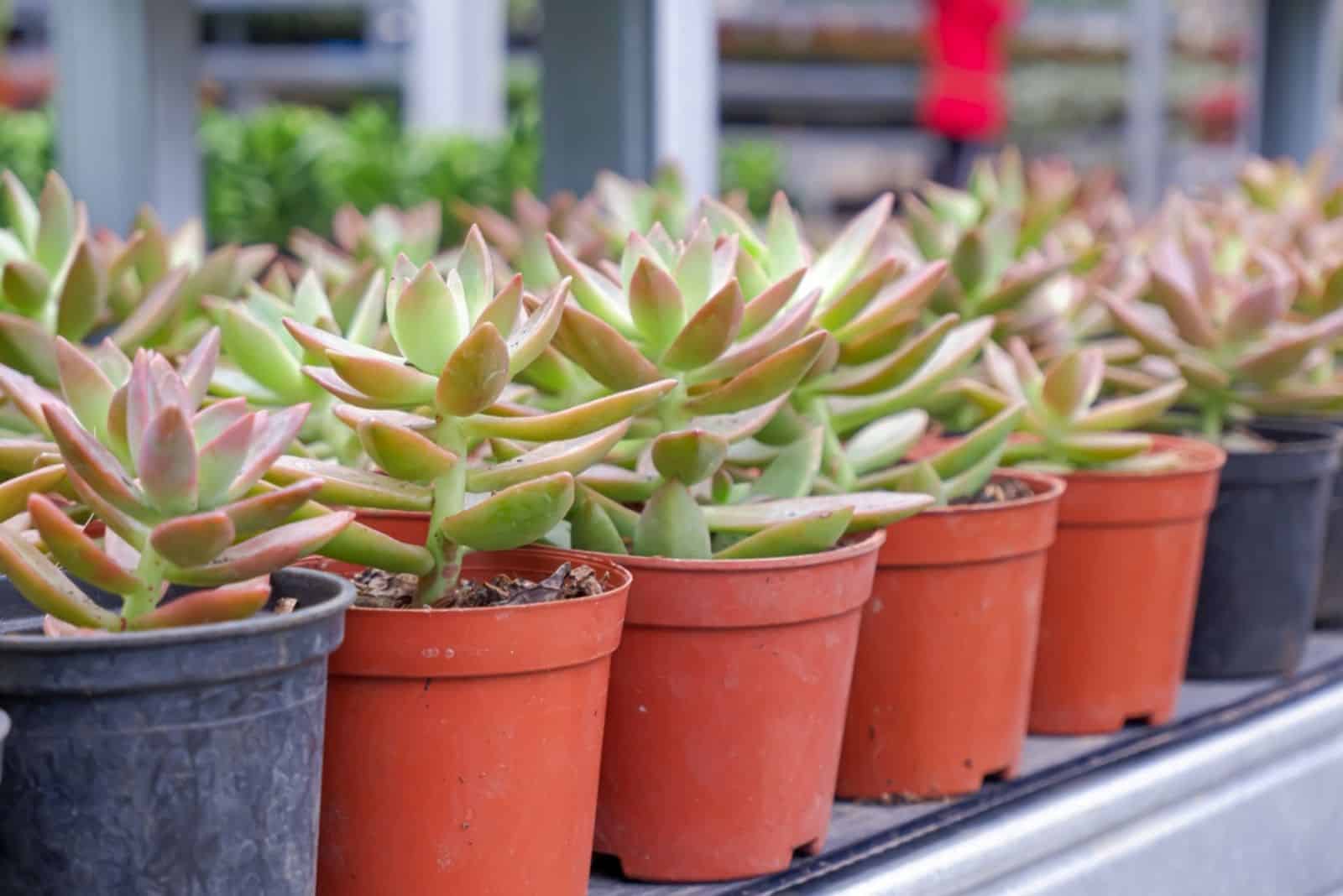 Plantas de pagoda roja en macetas dispuestas ordenadamente en una tienda de plantas