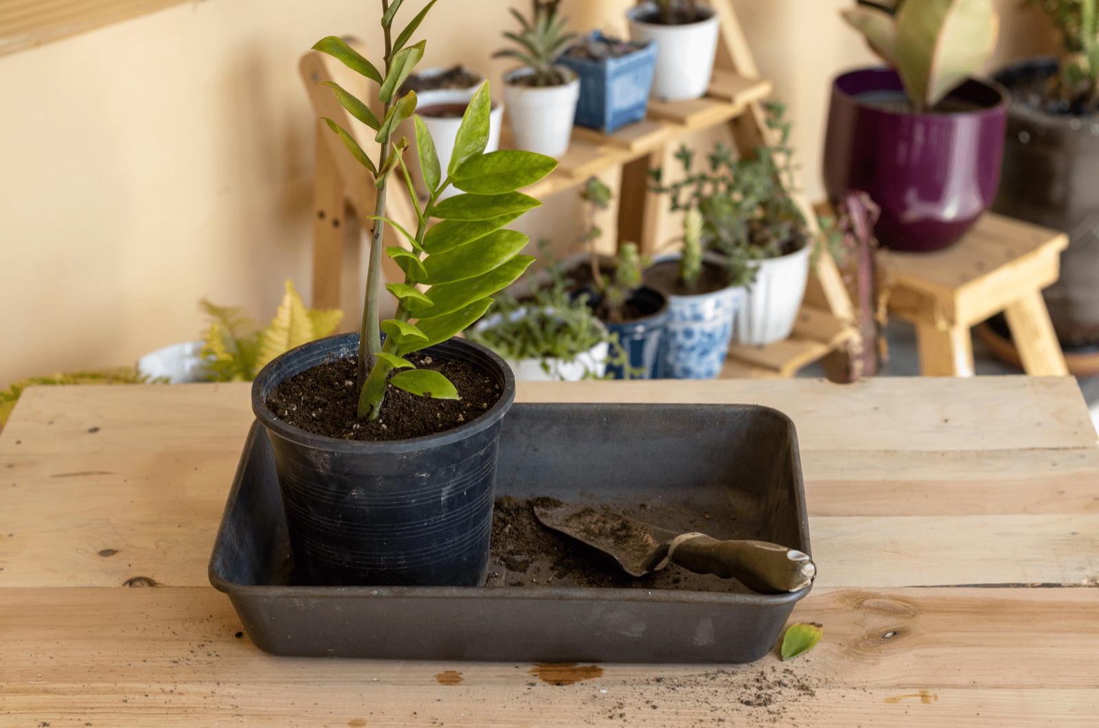 Trasplante Zamioculcas zamiifolia planta verde