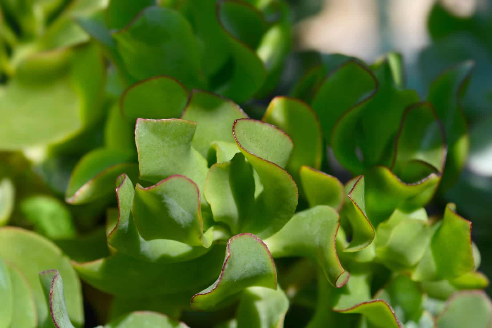 Hojas de la planta de jade ondulado - Nombre latino - Crassula arborescens subsp. undulatifolia