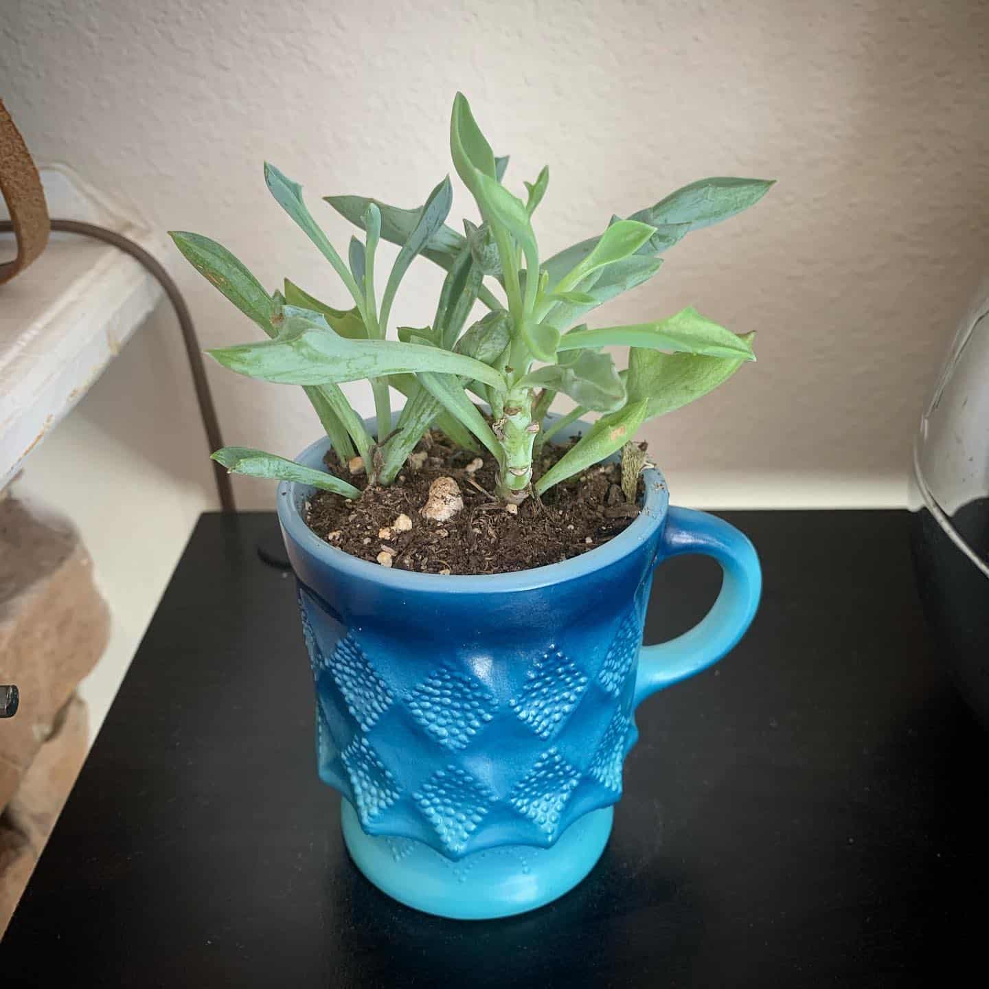 SENECIO KLEINIIFORMIS planta en una taza azul