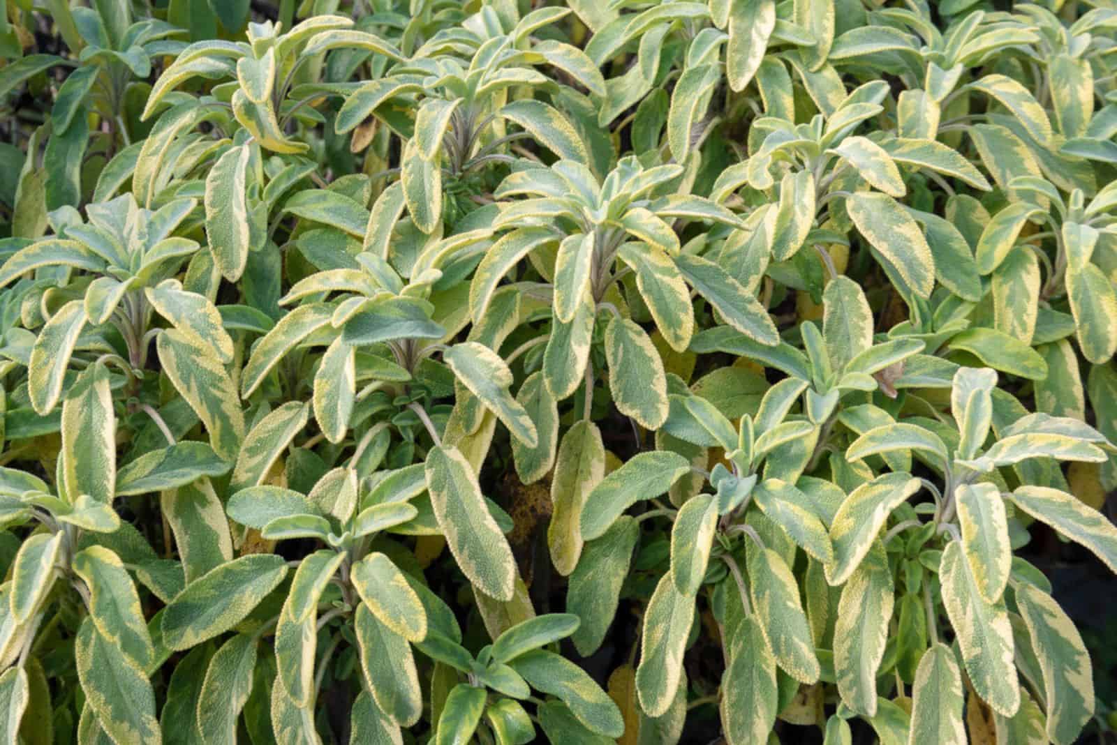 Cultivar de salvia con hojas abigarradas de color verde amarillo