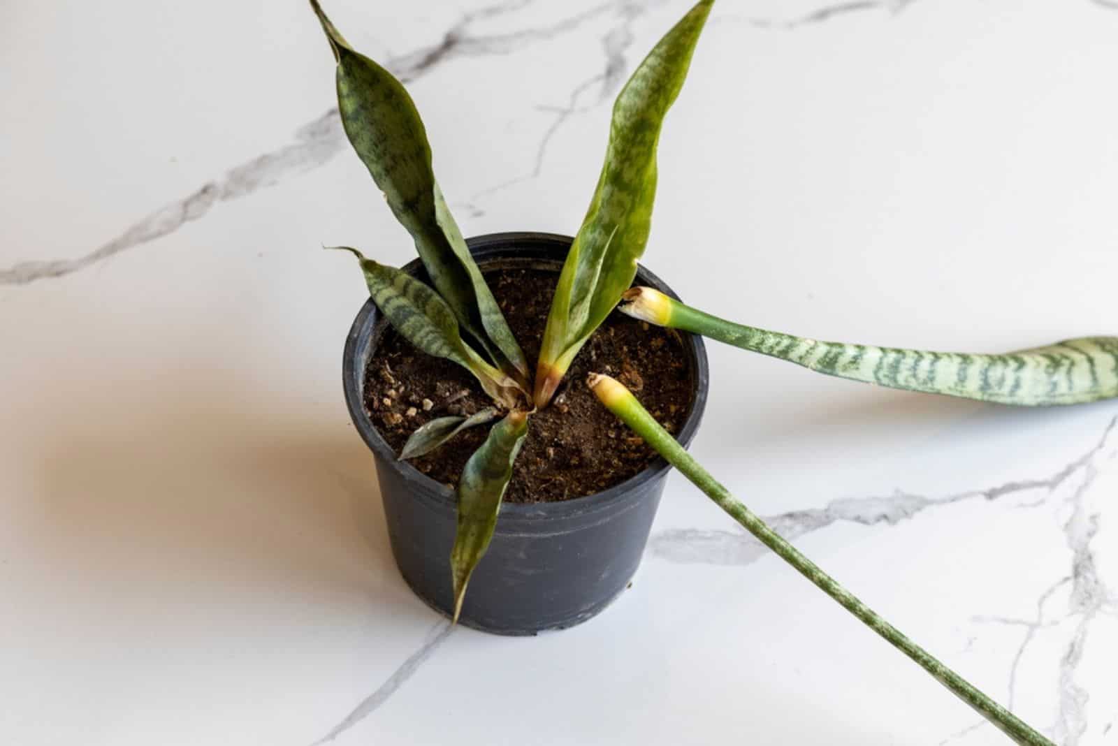 Sanseveria serpiente planta podrida en una olla