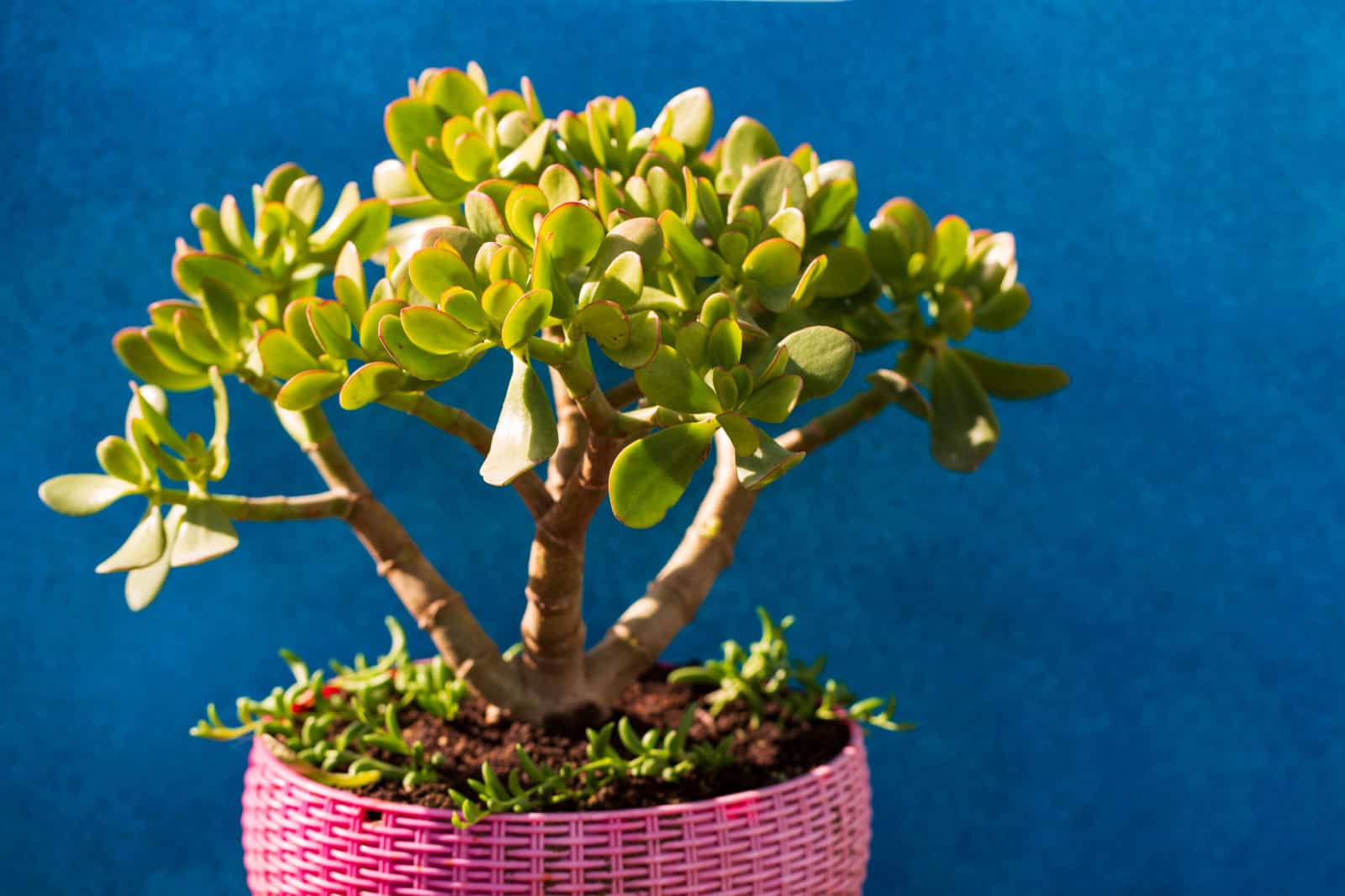 Enfoque selectivo de la planta suculenta de crassula ovata (planta de jade, planta de dinero)