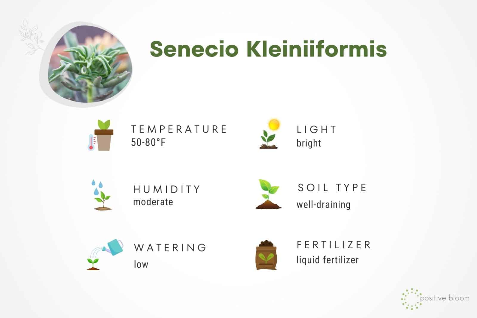 Guía de cuidados de Senecio Kleiniiformis