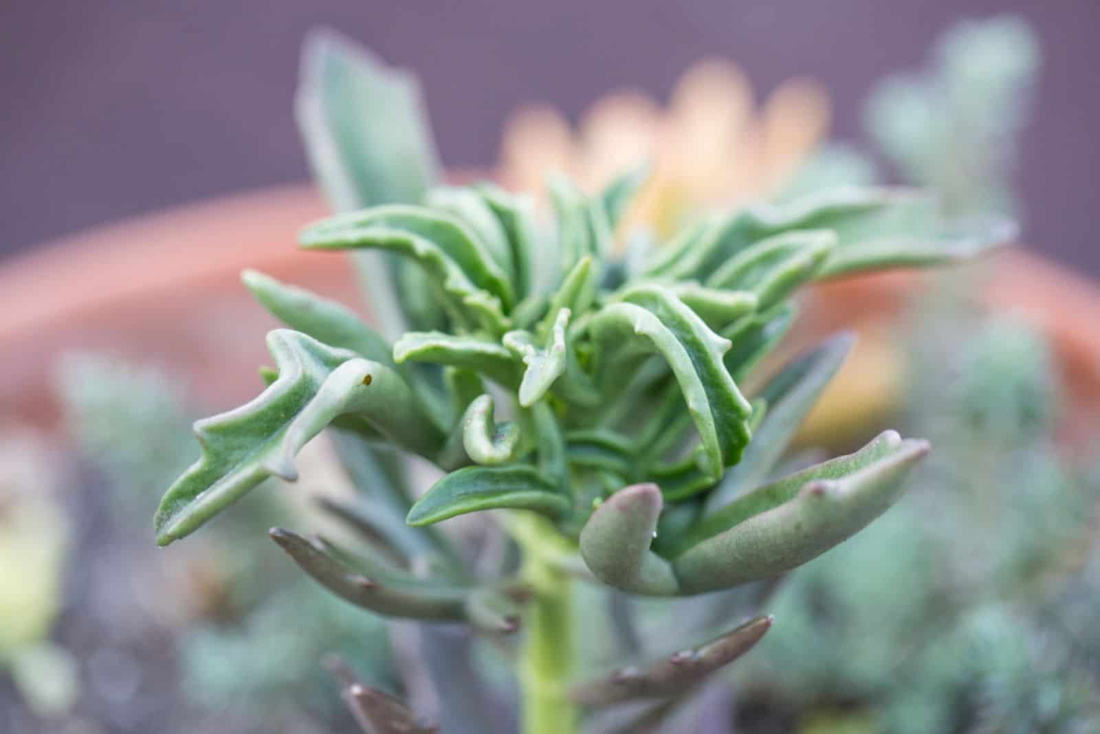 Senecio kleiniiformi (cabeza de lanza) planta suculenta 