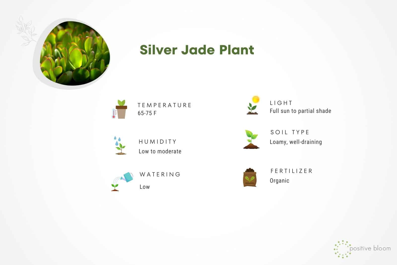 Guía de cuidado de plantas de jade plateado