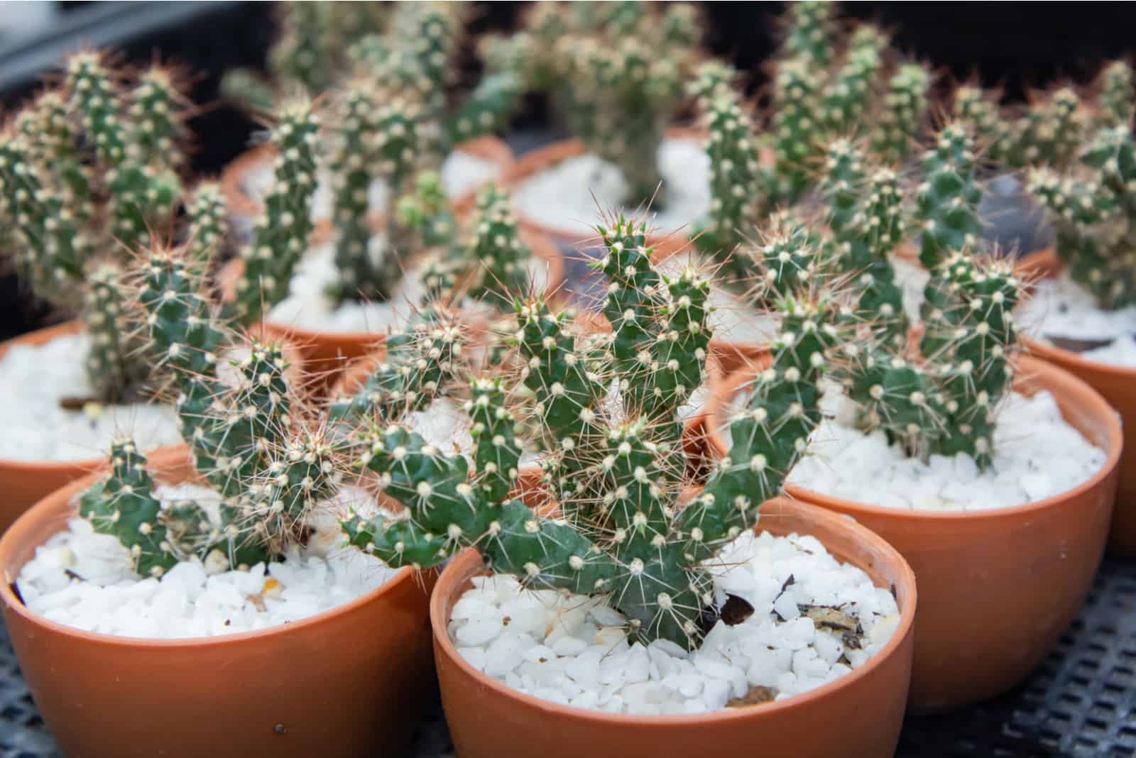 Pequeño cactus plantado en maceta en vivero