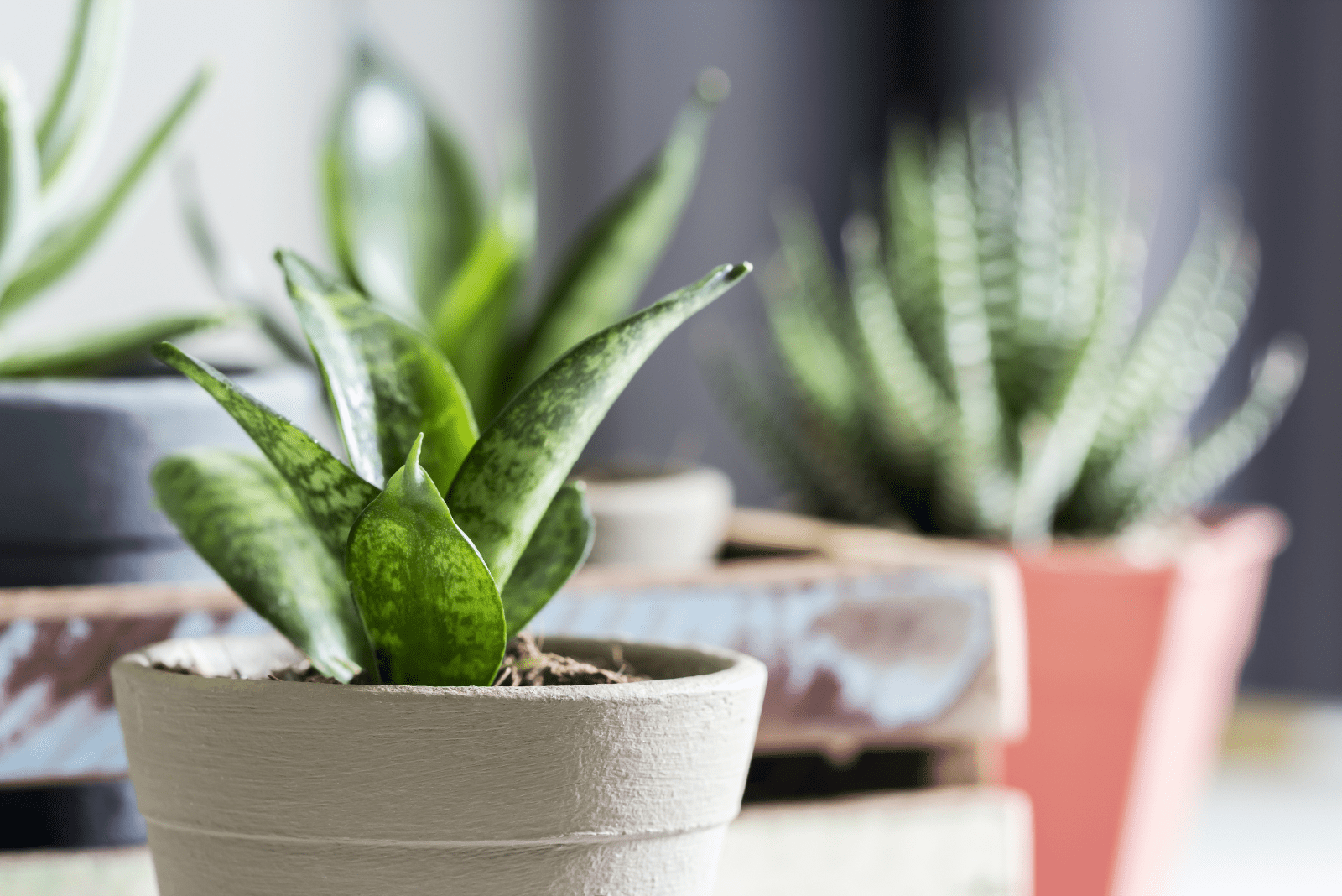 Planta de serpiente en una maceta gris