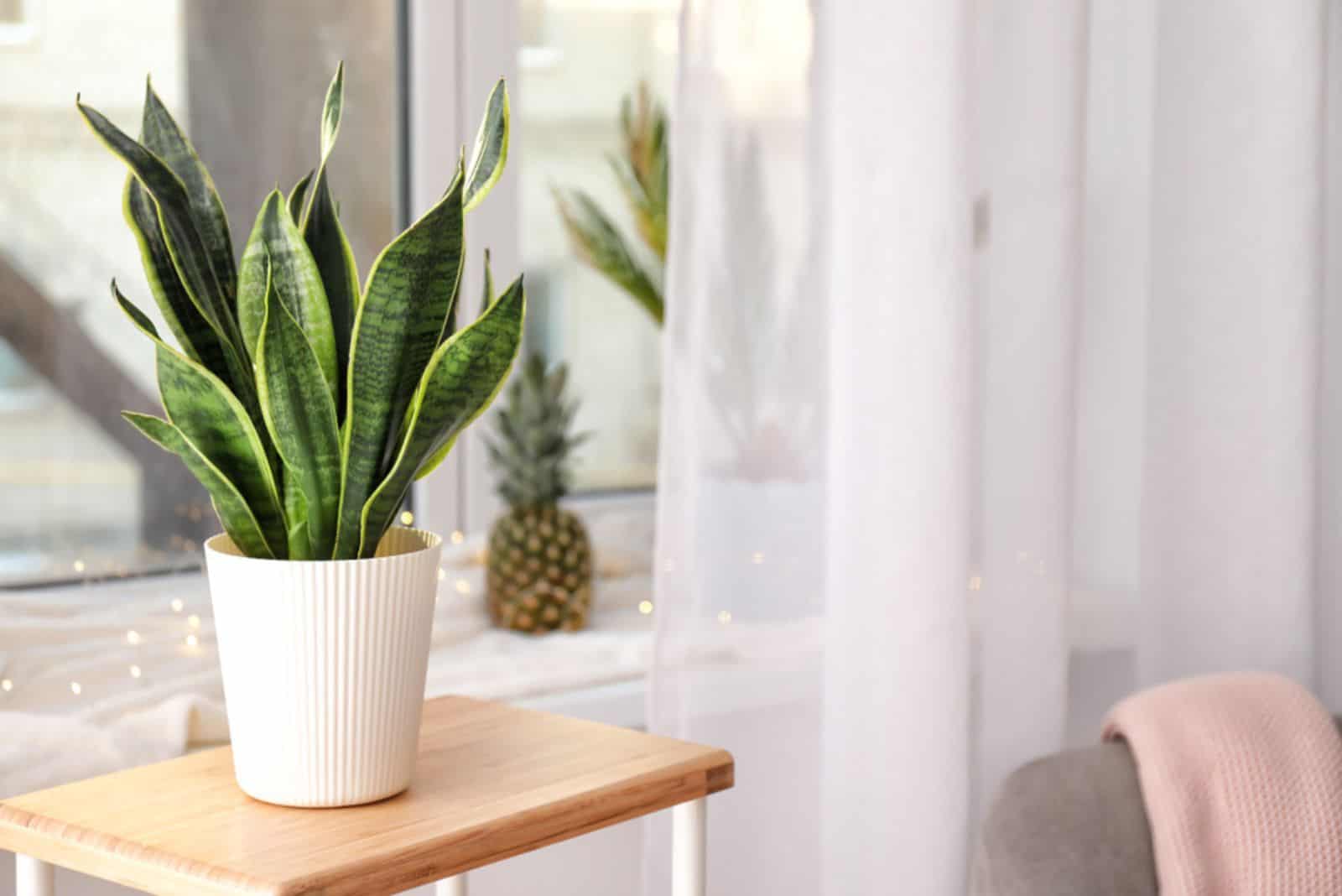 Planta de serpiente en una olla blanca sobre la mesa de café